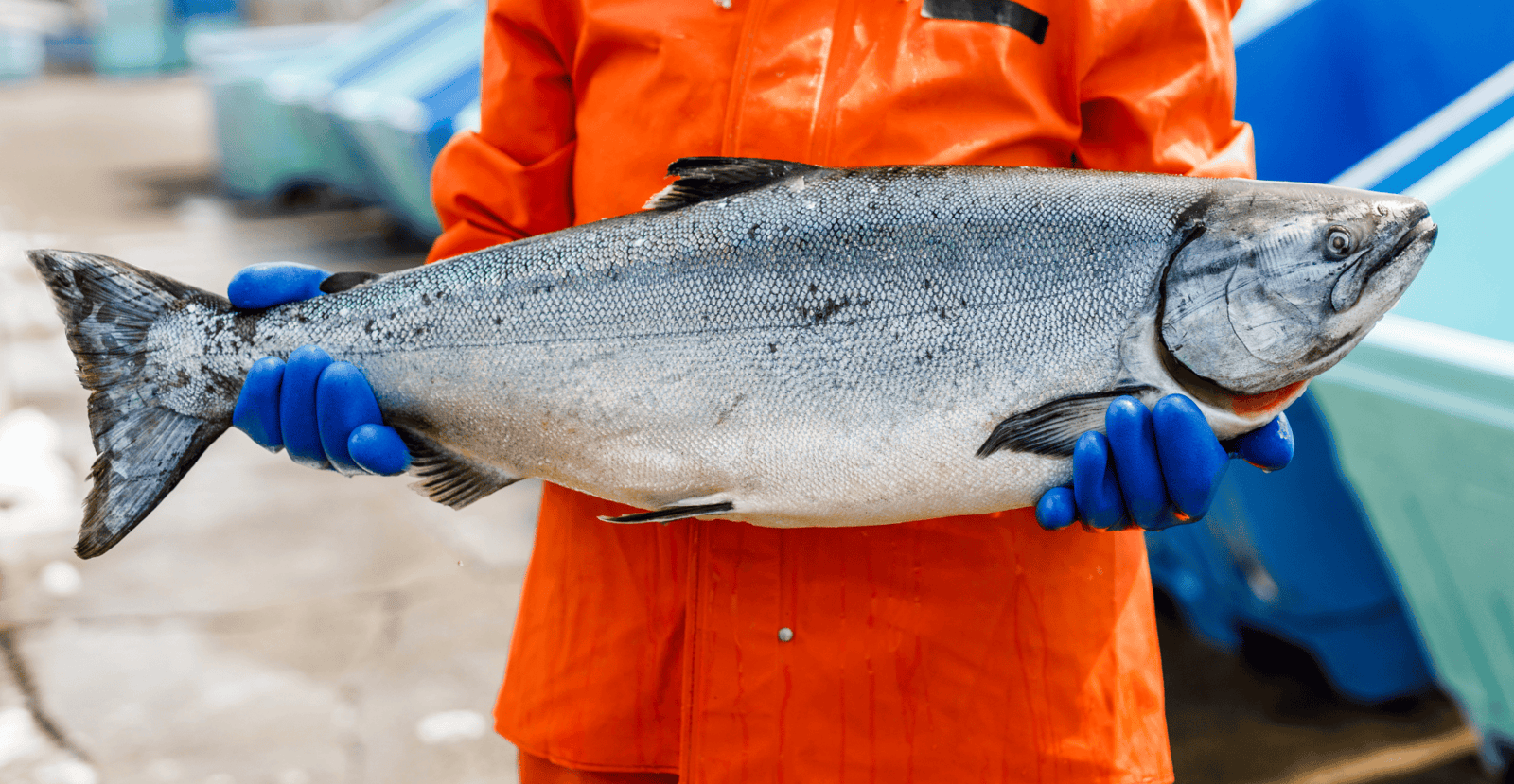 Picture of SBS employee orange boots standing in the middle of a deck full of salmon